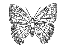Ausmalbild Fliegende Schmetterlinge zum Ausdrucken