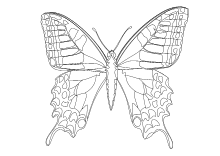Schmetterling Zeichnen Vorlage